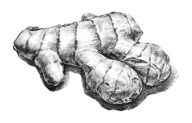 ginger hand drawing engraving illustration isolated on white background	
