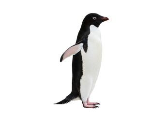 Obraz premium Adelie penguin standing isolated PNG on transparent background, Antarctic bird with black head and white belly for wildlife and nature designs