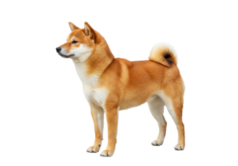 Beautiful Shiba Inu dog isolated on transparent background, standing attentively with its distinctive curled tail and orange fur