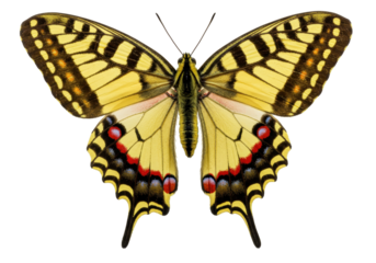 Isolated swallowtail butterfly spreading wings, bright yellow, black and red wing pattern
