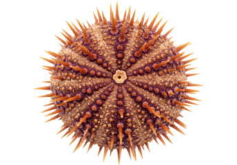 Isolated Sea Urchin with Spines, Marine Life Specimen for Science Study, Ocean Floor Nature