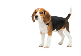 Isolated Beagle puppy standing at attention adorable pet dog on a seamless backdrop