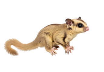 Cute sugar glider PNG isolated on transparent background, small nocturnal gliding possum from Australia and New Guinea