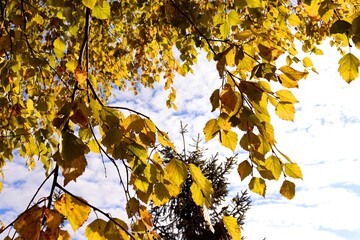 yellow autumn leaves