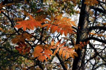 autumn in the forest