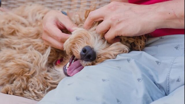 Two people comb curly brown goldendoodle dog of breed Cavapoo outdoor in summer