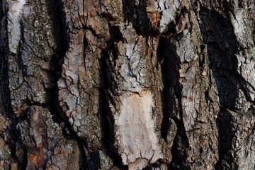 bark of a tree