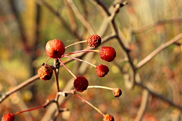 red berries in autumn