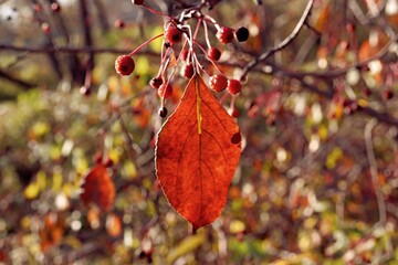 red maple leaves