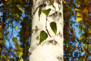 oak leaves in autumn