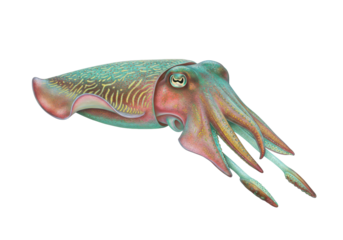 Isolated cuttlefish illustration, colorful marine animal, cephalopod of the sea, ocean life
