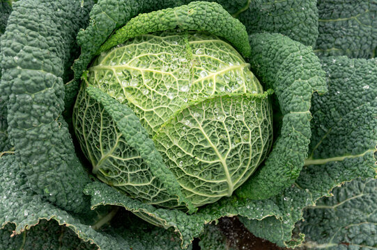 Gardening. Brassica oleracea - green cabbage growing on an Amsterdam allotment. leaf ,vegetable , red, veg, groenten, tuin, moestuin, tuinieren, kool, water, droplets, autumn, herfst,