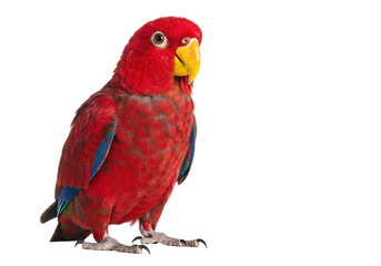 Red Lory parrot isolated PNG, vibrant plumage bird on transparent background for design and educational use, exotic pet