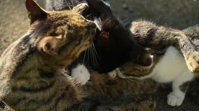 Gros plan sur une maman chat qui fait la toilette de l'un de ses chatons pendant la t&eacute;t&eacute;