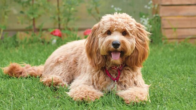 A portrait of a charming curly brown goldendoodle dog of breed Cavapoo outdoor in summer in green park.