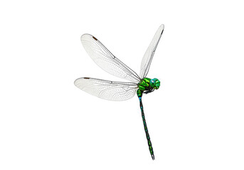 Isolated Emerald Dragonfly close-up, illustration, elegant insect with translucent patterned wings