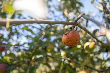 Rotten apple on a tree branch with green leaves.
