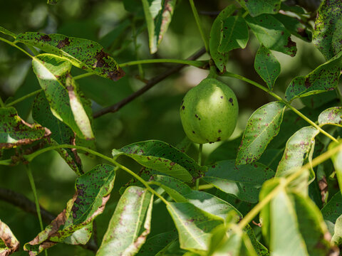Green husk of a walnut on the tree among green leaves.
