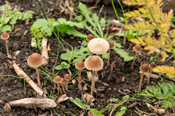 Gardening. Soil health - mushrooms growing in a raised bed.  tuin, moestuin, tuinieren,  autumn, herfst, fungus, fungal, growths, toadstool , paddestoel, moist, healthy, funghi, decomposition,