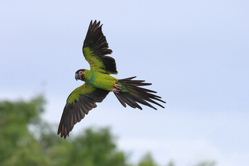 Colorful Nanday Conure parrot flying in the sky. Free flying bird