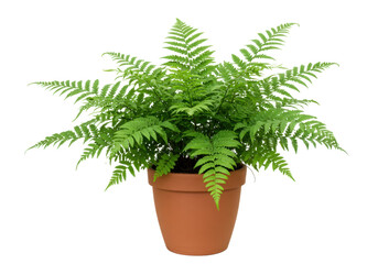 Isolated Boston fern in terracotta pot against seamless studio backdrop, natural light