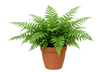 Isolated Boston fern in terracotta pot against seamless studio backdrop, natural light