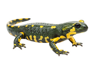 Obraz premium Fire salamander isolated on transparent background PNG, amphibian with black and yellow skin pattern, wildlife animal