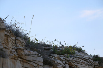 Colorful plants in a Mediterranean garden. Selective focus.