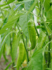 Green fruits of long peppers on the plant.
