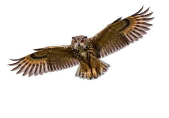 Majestic Eurasian eagle-owl flying PNG isolated on transparent backdrop, nocturnal bird of prey with outstretched wings for wildlife projects