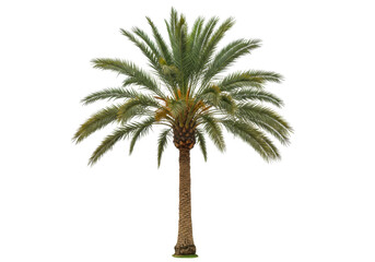 Isolated date palm tree with lush green foliage and a tall trunk, exotic desert flora