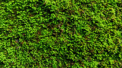 Vibrant Green Moss and Lichen Texture Background. 