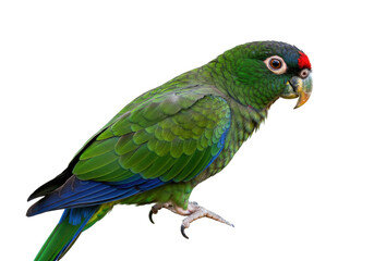 Red-lored Amazon parrot PNG isolated on transparent background, colorful tropical bird with green plumage and red forehead for design use
