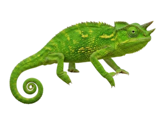 Gardinen Chamäleon Green Jackson s chameleon isolated PNG, a reptile with three horns on transparent background Detailed skin texture, exotic pet for design use  © Nicolas