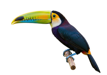 Colorful keel-billed toucan isolated PNG, tropical bird with vibrant beak perched on a branch on transparent background