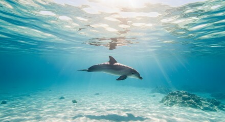 Obraz premium Dolphin Swimming Gracefully in Sunlit Clear Blue Ocean