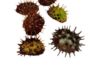  green and brown bark of autumn chestnut tree on white background