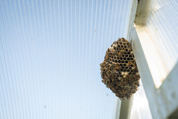 Small comb nest of wasps with wasps on the surface.
