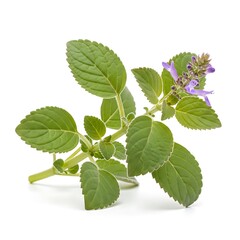 Fototapeta premium Aromatic Plectranthus Verticillatus - Fresh Green Leaves and Delicate Purple Flowers.