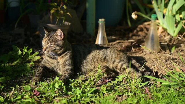 Une chatte allong&eacute;e dans la posture du sphinx dans un jardin et sur le qui-vive, s'endort au soleil