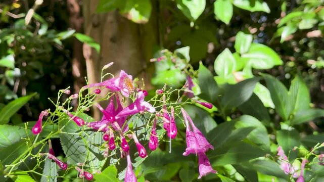 Bee Pollinates Strobilanthes cusia Flowers in Sunlit Garden