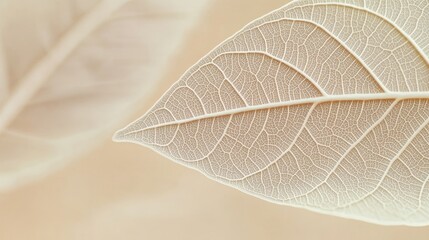Obraz premium Intricate Close-Up of Translucent Skeleton Leaves with Detailed Vein Patterns on Beige Background