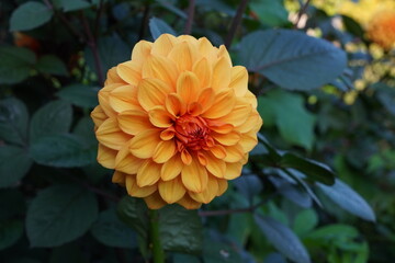 colourful autumn blooming flower in garden. Dahlia flower with orange petals