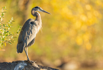 great blue heron standing on a rock next to a pond at sunrise with warm yellow light on a fall morning. 