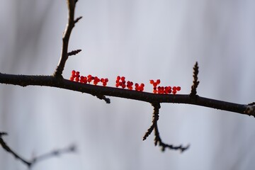 Happy new year branch with red text in nature