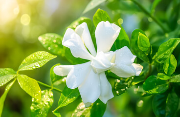 A delicate white gardenia glistens with raindrops, nestled among lush green leaves under a soft,...