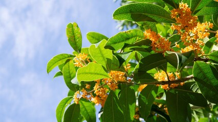 キンモクセイと秋の青空