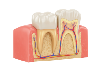Human teeth cross section isolated on white, dental anatomy model showing enamel, dentin, pulp, gums, bone, and blood vessels