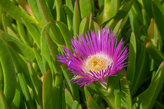 Closeup view of carpobrotus acinaciformis aka Elands sourfig, Elandssuurvy or Sally-my-handsome leaves and bright pink flower