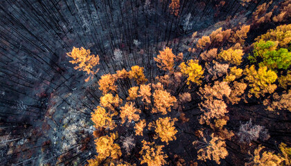 aerial view of the forest after the fire,  damaged environment caused by global warming	